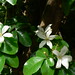 Jasmine Wood Photo 9