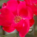 Rose Ree Photo 7