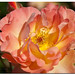 Lige Rose Photo 9