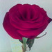 Lige Rose Photo 6