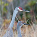 Georgia Crane Photo 6