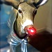 Rudolph May Photo 3